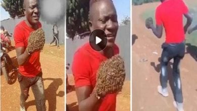Thieves-In-Pain-Return-Items-They-Stole-After-Swarm-Of-Bees-Taught-Them-A-Lesson-Video-Below