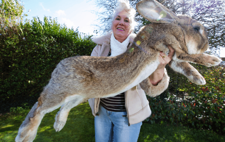 ‘Worlds-biggest-rabbit-stolen-from-owners-home