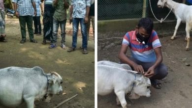 Dwarf-cow-thats-shorter-than-a-goat-spotted-in-Bangladesh (1)