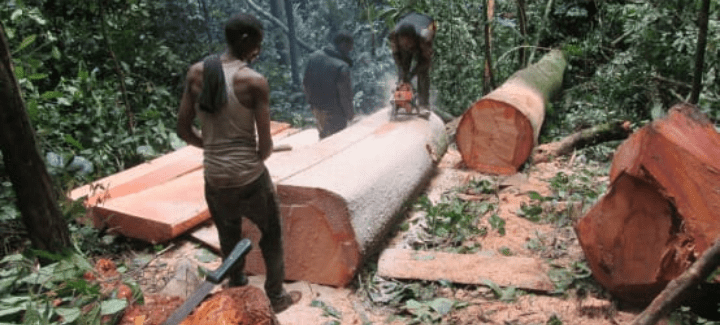 Côte d'Ivoire/ 09 individus arrêtés pour  destruction de la forêt à Agboville