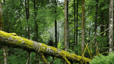 Screenshot_20210910-135108-3