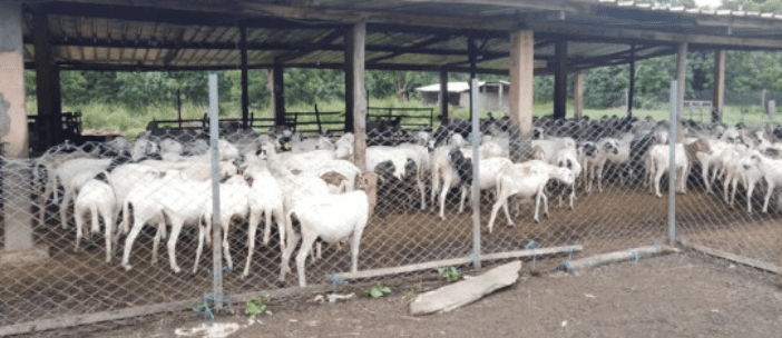 Côte d'Ivoire/ La mairie de Sassandra en guerre contre la divagation de troupeaux