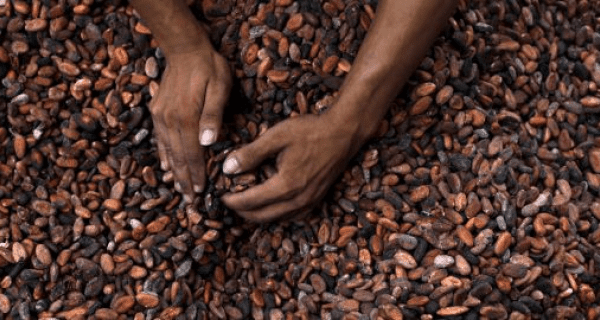 Côte d'Ivoire/ Filière café-cacao: plusieurs producteurs en colère