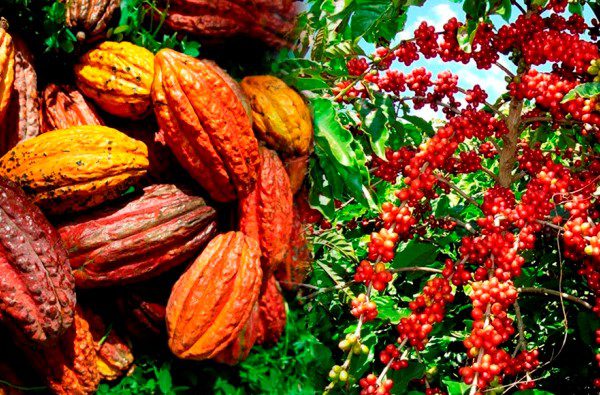 Côte d'Ivoire/ Café-cacao 2021-2022: les prix bord champ ont été révélés