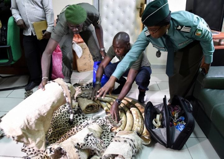Côte d'Ivoire-Abobo/ Des trafiquants de peaux d'animaux arrêtés
