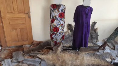 photo_trafiquant_kissidougou-696×521-696×521-1