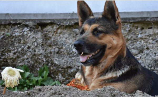 Un chien refuse de quitter la tombe de son propriétaire une semaine après sa mort