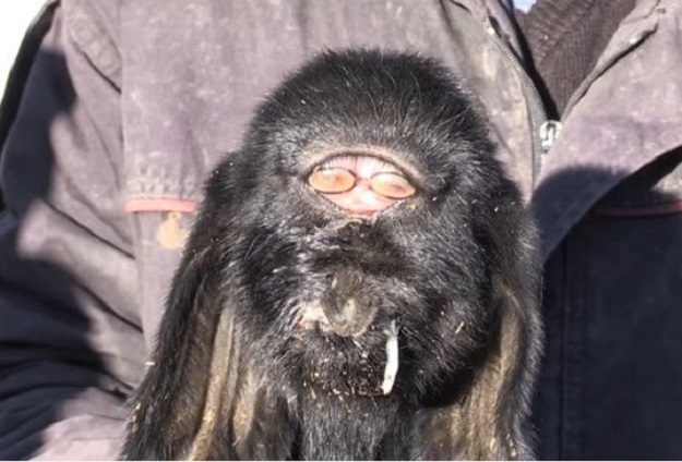 Une chèvre mutante née avec des yeux au milieu du front affole la toile en Turquie: Photos