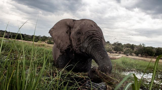 un-elephant-barbote-au-coucher-du-soleil-dans-les-eaux-de-la-riviere-chobe-dans-le-parc-national-de-chobe-au-botswana-le-20-mars-2015_5863689