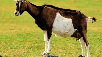 1200x768_chevre-illustration