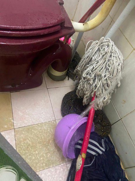 Un serpent mord les fesses d'un homme alors qu'il était assis sur les toilettes 