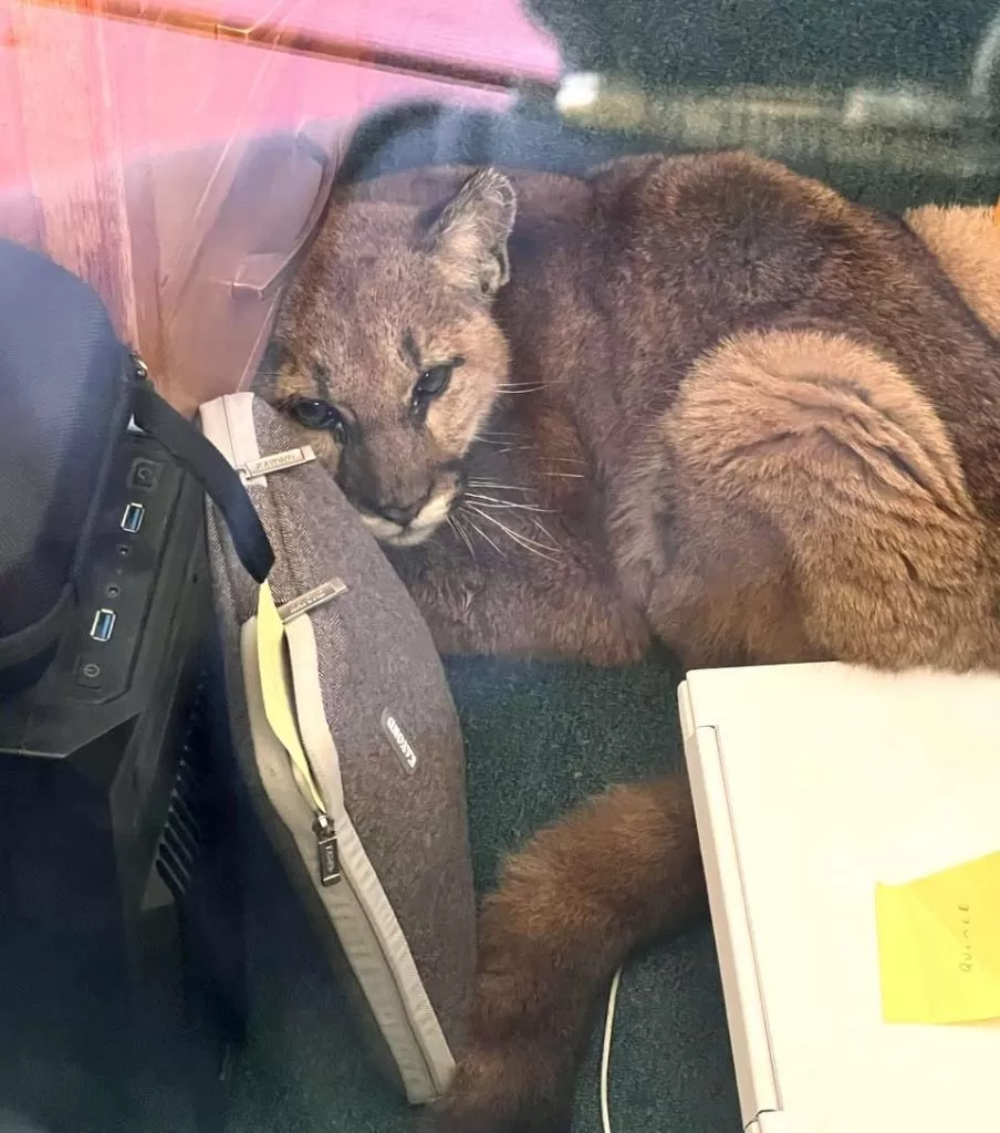 USA: Quand un puma décide de faire une promenade dans un lycée en Californie