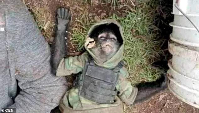 Fusillade sanglante au Mexique : un singe vêtu d'un gilet pare-balles retrouvé mort à côté de son propriétaire-Photos 