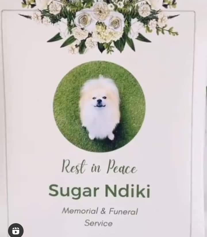 Un présentateur télé sud-africain organise des funérailles somptueuses pour son chien : PHOTOS 