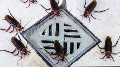 cockroaches_resize_md