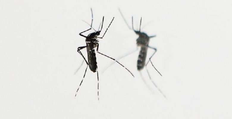 Arrivee-massive-des-moustiques-tigres-en-France-comment-s-en-proteger