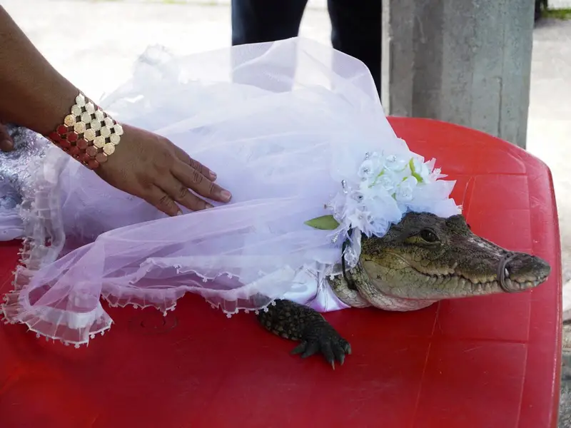 Mexique : un maire épouse un alligator (vidéo)