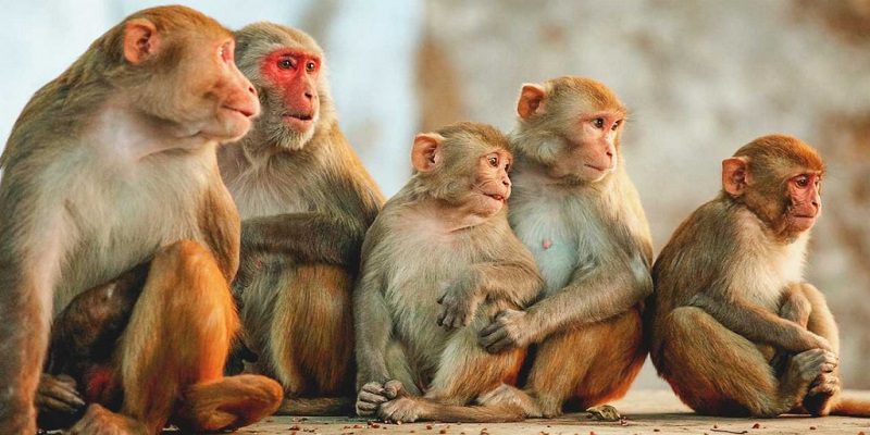 Monkeypox : Des singes empoisonnés par des Brésiliens par crainte d’être la cause du virus