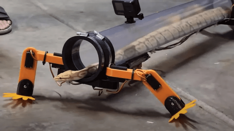 Un ingénieur fait "marcher" un serpent en lui construisant 4 pattes robotiques (Vidéo) 