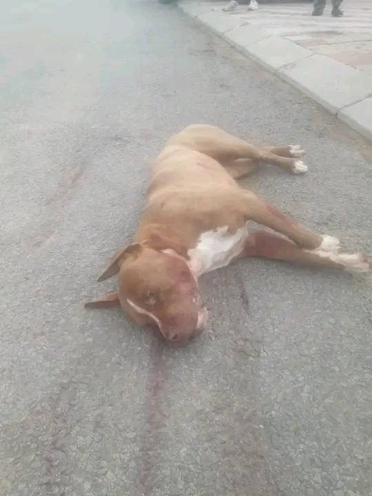 Afrique du Sud : un garçon de 8 ans mutilé à mort par le pitbull d'un voisin