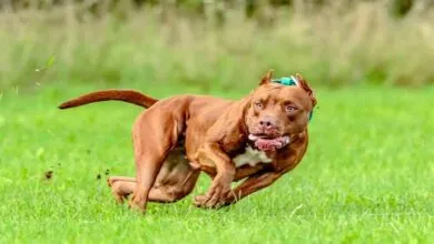 Pitbull-Running-1280px-.webp