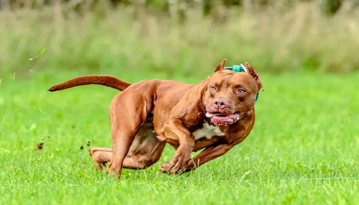 Pitbull-Running-1280px-.webp