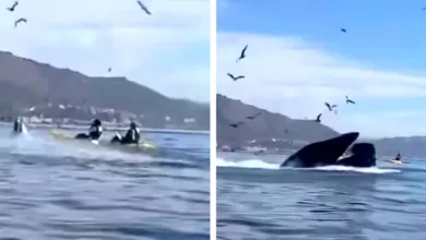 whale-engulfs-kayakers-thumbnail