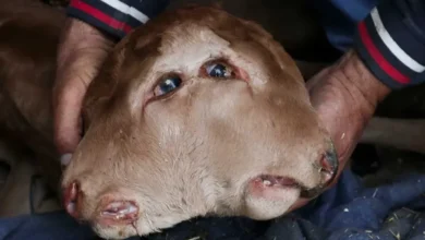 le veau Zamora a deux tetes deux bouches et quatre yeux