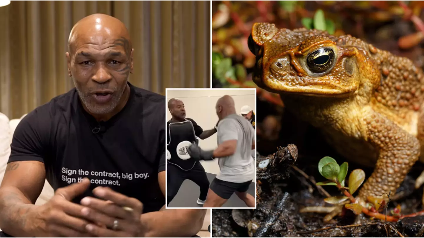 Voici le venin de crapaud consommé par Mike Tyson et comment il peut affecter le corps