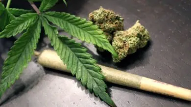 LA-culture-du-cannabis-légalisée-dans-9-pays-africains (2)