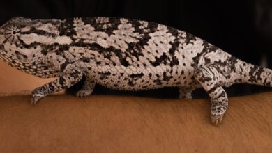 un cameleon et du charme sur le président zambien