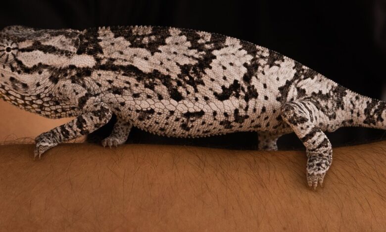 un cameleon et du charme sur le président zambien