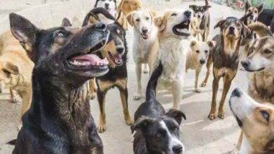 Le Maroc prévoit d’abattre 3 millions de chiens errants
