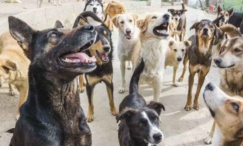 Le Maroc prévoit d’abattre 3 millions de chiens errants