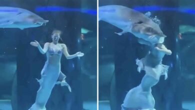 un poisson géant mord la tête d&rsquo;une sirène