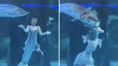 un poisson géant mord la tête d’une sirène