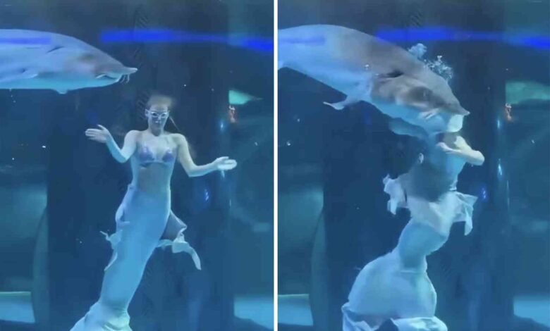 un poisson géant mord la tête d&rsquo;une sirène
