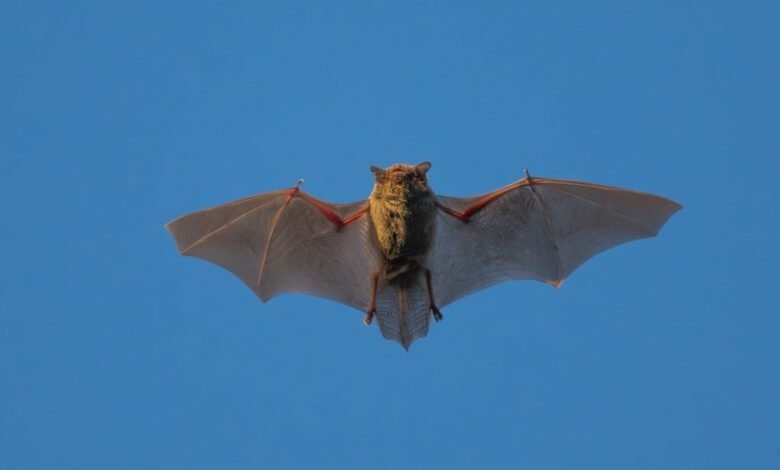 Une équipe chinoise découvre un nouveau coronavirus de chauve-souris qui pourrait infecter les humains