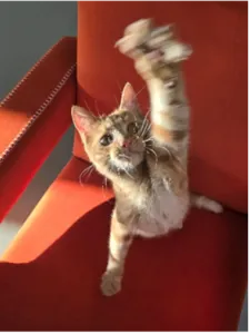 FlashSnap avec TECNO CAMON 40 : Snap parfait à chaque seconde !