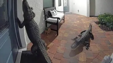 Moment terrifiant où des alligators apparaissent dans une maison et sonnent à la porte (vidéo)