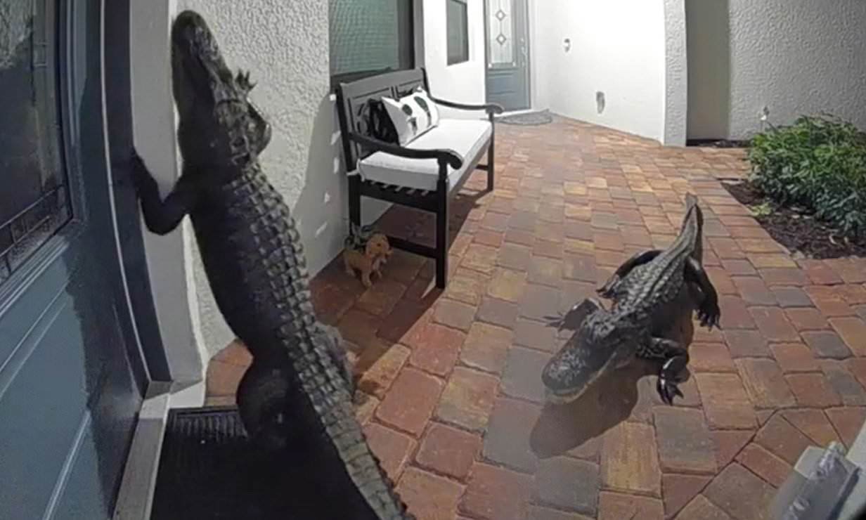 Moment terrifiant où des alligators apparaissent dans une maison et sonnent à la porte (vidéo)