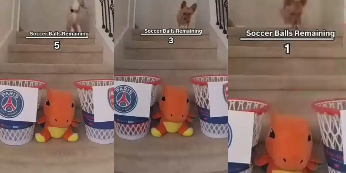 Football: Un chien prédit le score du choc Arsenal-PSG