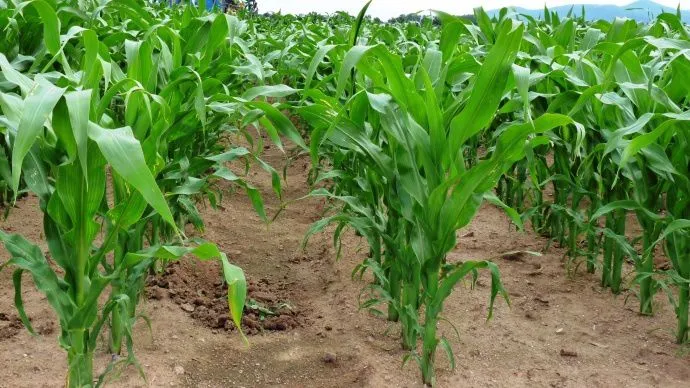 Voici les pays qui ont interdit à la fois l’importation et la culture d’OGM 2