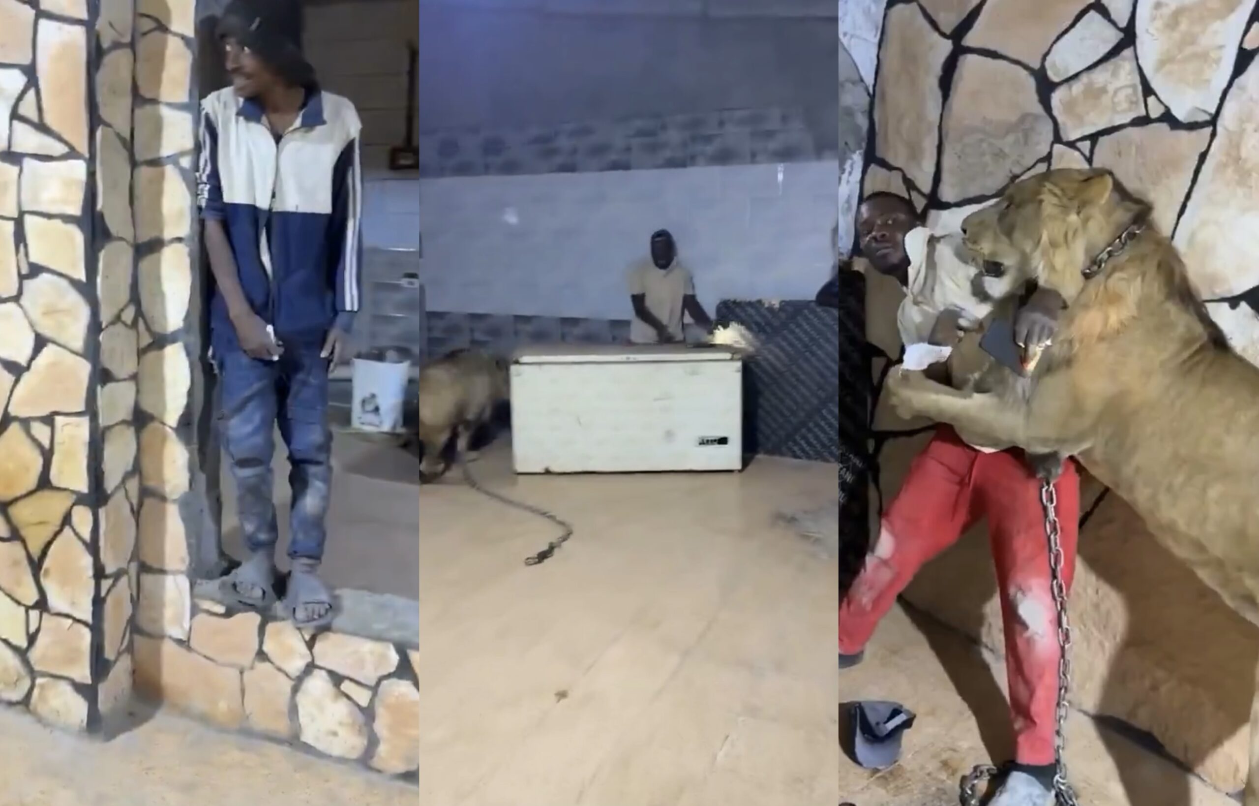 Libye : un homme lâche un lion sur ses ouvriers pour plaisanter ( vidéo)
