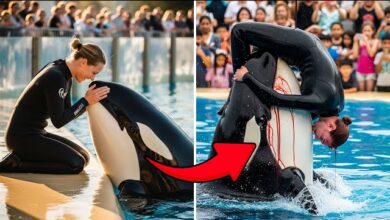 La vérité sur la fausse vidéo de l&rsquo;attaque de la dresseuse Jessica Radcliffe par une orque