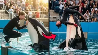 La vérité sur la fausse vidéo de l’attaque de la dresseuse Jessica Radcliffe par une orque