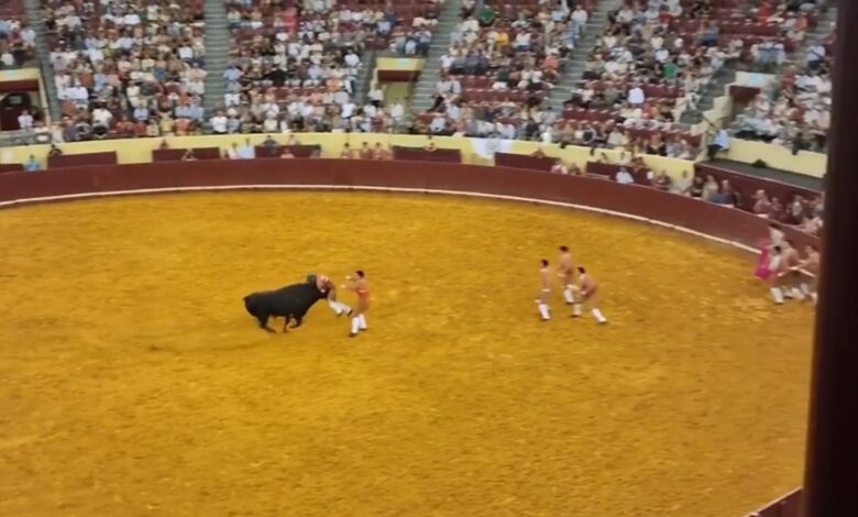 un torero est encorné à mort par un taureau lors de sa première représentation