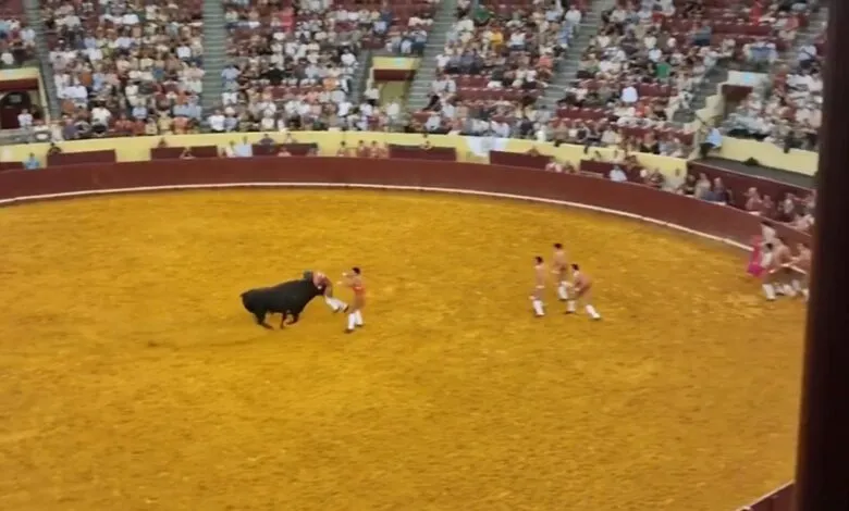un torero est encorné à mort par un taureau lors de sa première représentation