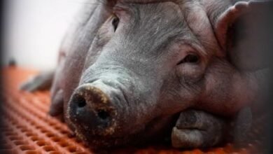 Des têtes de porc découvertes devant plusieurs mosquées parisiennes