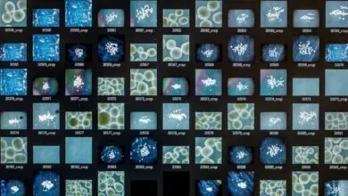 SWITZERLAND-SCIENCE-BRAIN-TECHNOLOGY-RESEARCH